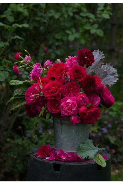 Троянда плетиста ’Отелло’ (малинова)